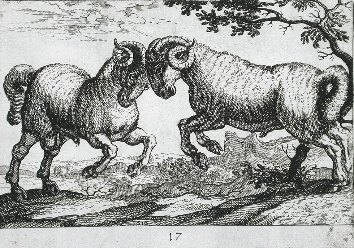 Two Rams Fighting