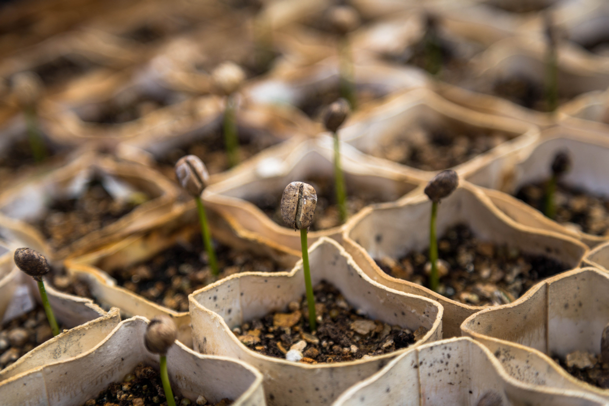 Coffee bean sprouts